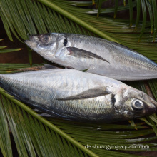 Hochwertige gefrorene ganze runde Fischpferdmakrele